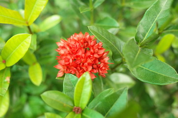 red flower in the garden