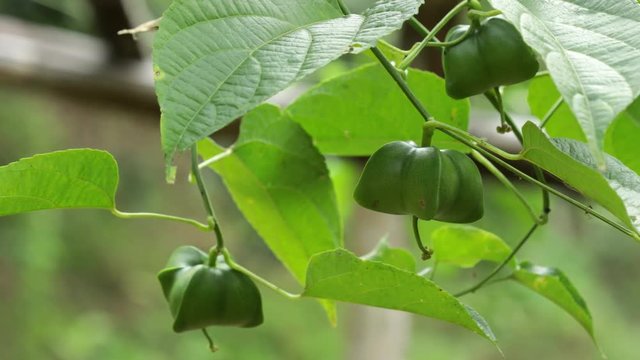 Close up of fresh Sacha inchi, Sacha peanut, Inca peanut, Supua or&nbsp;Mountain peanut growing on plantation