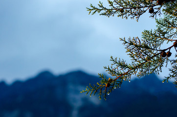 Pine tree that have water drop on seed and leaves with mountain background.