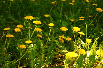 yellow flower field of dandelions