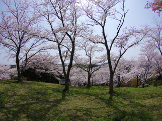 Fototapeta na wymiar 逆光の中の桜公園