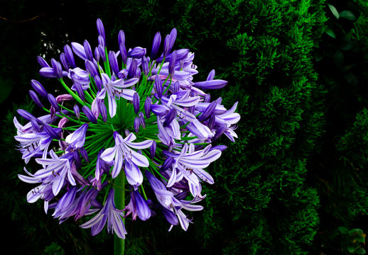 Blue and purple color African Lily (Cape blue lily) blooming in garden with dark background of pine tree.