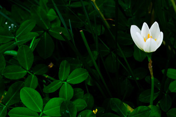 White color Rain Lily flower blooming in rain season on dark green leaves background.