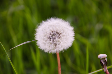 Dandelion seeds still attached to the seedhead in late spring time
