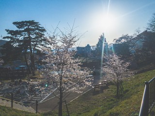 桜