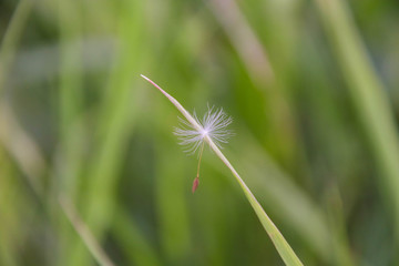 Dandelion seed hanging on a blade of grass in late spring time
