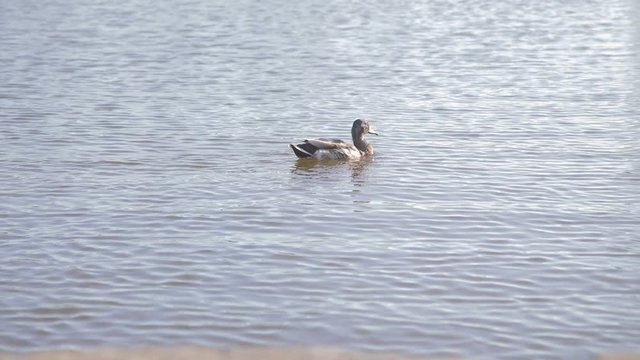 Anatre in un parco naturale vicino al lago