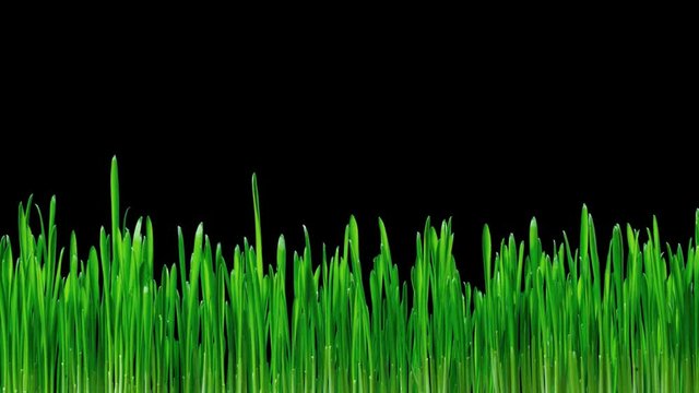 Grass and oat  growing Time lapse. Footage with alpha channel (codec: png+alpha with black background)