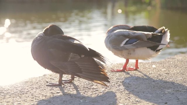 Anatre in un parco naturale vicino al lago