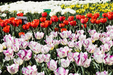 Beautiful bouquet of tulips nature background.