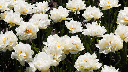 Obraz na płótnie Canvas Beautiful bouquet of tulips nature background.