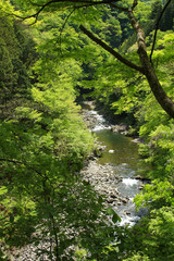 新緑の季節（五月）の奥多摩の惣岳渓谷（多摩川）：日本、東京、奥多摩町