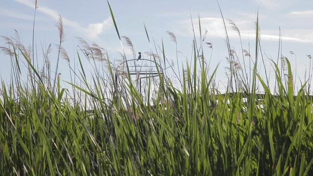 Piante e cespugli mossi dal vento in campagna.
