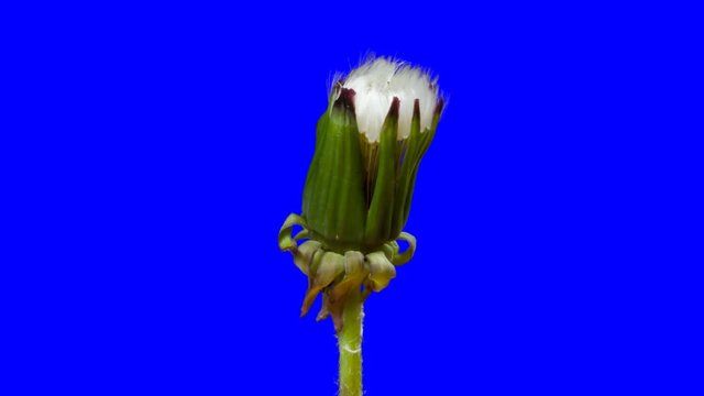 Opening dandelion. Time lapse with alpha channel (codec: png+alpha with blue background)
