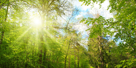 Sunlight in the green spring forest in germany.