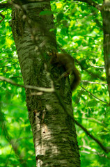 Eichhörnchen am Baum