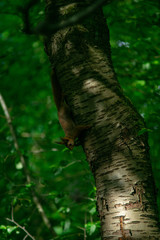 Fototapeta na wymiar Eichhörnchen am Baum