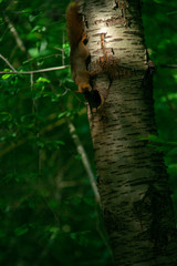 Eichhörnchen am Specht-Nest