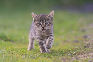 Naklejka na ściany i meble Cute little kitten goes in the grass and meows. Felis silvestris catus. Beautiful tabby kitten in the garden