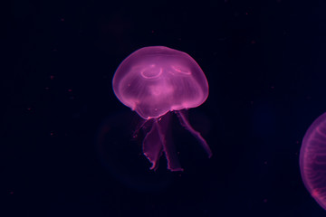 Fototapeta premium Close-up Jellyfish, Medusa in fish tank with neon light. Jellyfish is free-swimming marine coelenterate with a jellylike bell- or saucer-shaped body that is typically transparent.