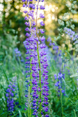 Purple Lupin in the forest at sunset