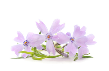 Fototapeta na wymiar Beautiful violet flowers.