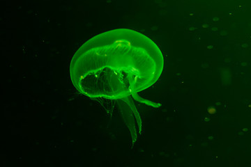 Close-up Jellyfish, Medusa in fish tank with neon light. Jellyfish is free-swimming marine coelenterate with a jellylike bell- or saucer-shaped body that is typically transparent.