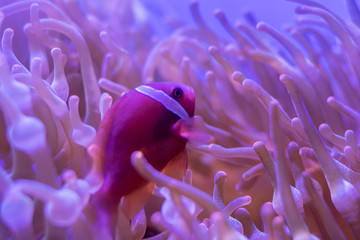 Beautiful sea flower in underwater world with corals  and fish. Nature background.