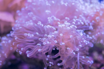 Beautiful sea flower in underwater world with corals  and fish. Nature background.