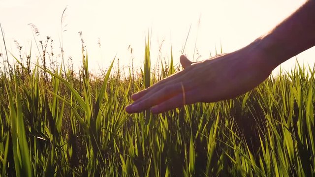 Mano accarezza le foglie delle piante mentre cammina. Video al rallentatore