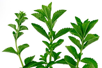 Sweet plant (Stevia rebaudiana)