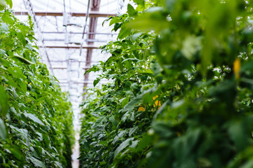 Fototapeta na wymiar Greenhouse with tomatoes, long aisle between green plants