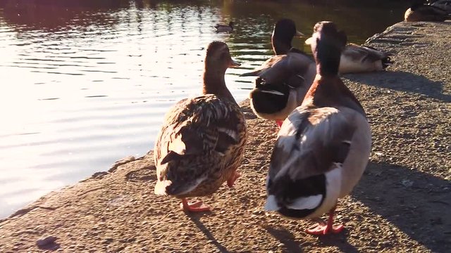 Papere che camminano sul molo di fianco al lago.