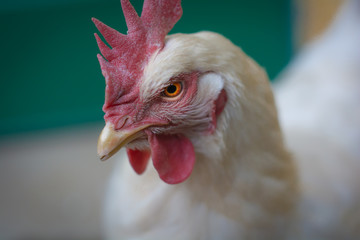Close up of a Chicken head