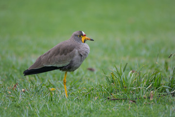 Naklejka premium African wattled Lapwing bird