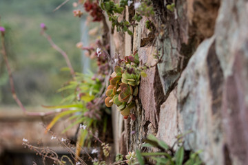 Succulents growing out of stone wall