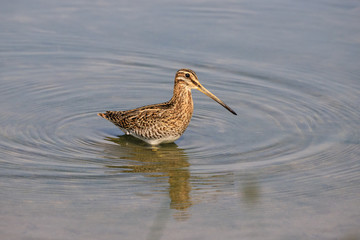beccaccino in cerca di cibo nella palude	