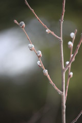 branch of willow with catkins in spring