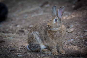 Bunny rabbit in enclosure