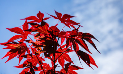 Close-up of beautiful young leaves of red color on branch of Japanese maple Acer Palmatum in rays of sunlight against blue sky. Selective focus. Concept of nature of North Caucasus for design.
