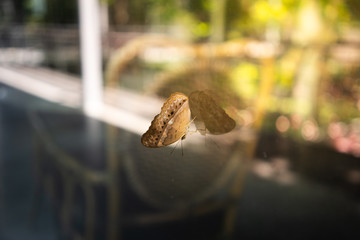 butterfly on the mirror