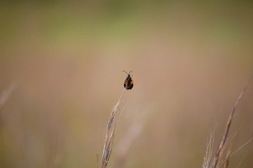 Tiny insect crawling up a blade of grass