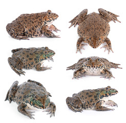 Frog isolated on white