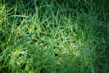 Morning dew on grass blades