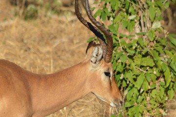 botswana (safari fotografico)