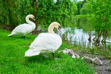 Mute swans on guard with adorable cygnets sleeping at the edge of an island in Alexandru Ioan Cuza park, Bucharest, Romania, an urban park with a lake. Springtime in the city.