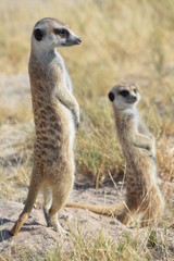 Fototapeta premium botswana (safari fotografico)