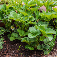 Erdbeerpflanzen im Garten