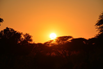 Fototapeta na wymiar botswana (safari fotografico)