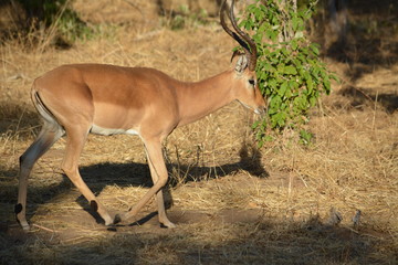botswana (safari fotografico)